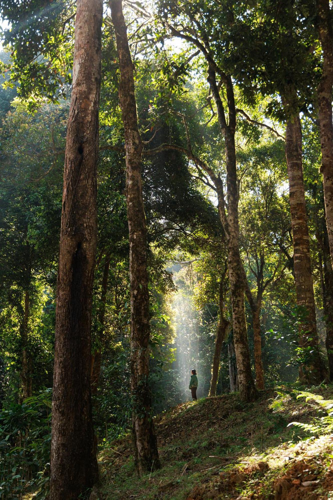 Jungle Park Resort By Greenescapes Vythiri Ngoại thất bức ảnh